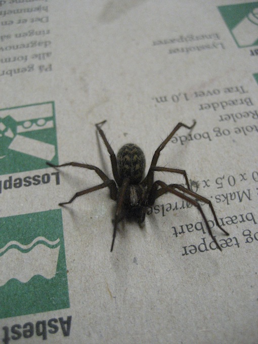 Tegenaria atrica